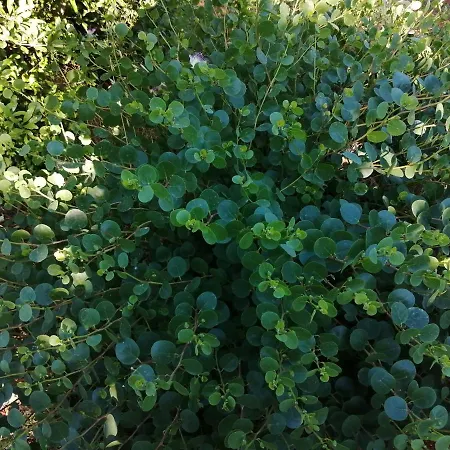 Tenuta Perruzzi * Leverano